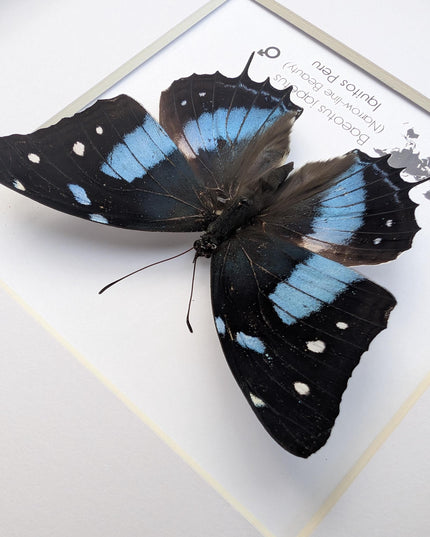 Framed baeotus japetus butterfly, taxidermy entomology wall decor (8x8)