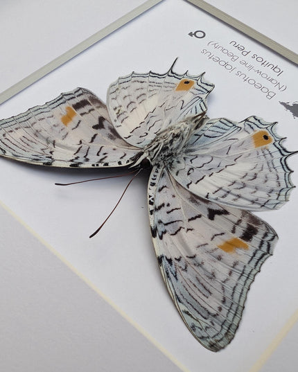 Framed bluemark butterfly, taxidermy wall decor, entomology gift (8x8)