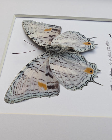 Framed bluemark butterfly, taxidermy wall decor, entomology gift (8x8)