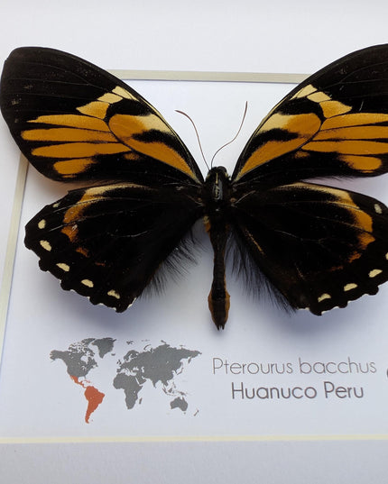 Framed bacchus swallowtail butterfly taxidermy: ethically sourced nature art (8x8)