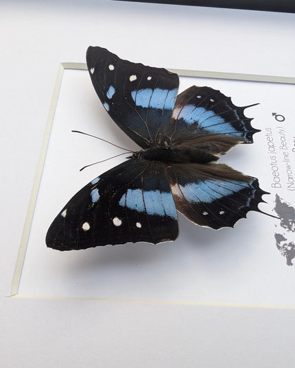 Framed baeotus japetus butterfly, taxidermy entomology wall decor (8x8)