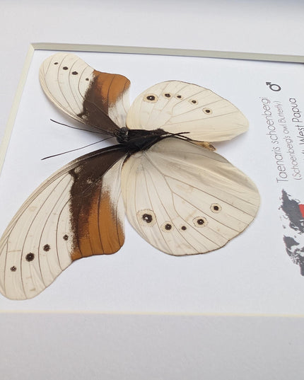 Rare male of schoenberg's owl butterfly: cream & orange entomology art (8"x8")