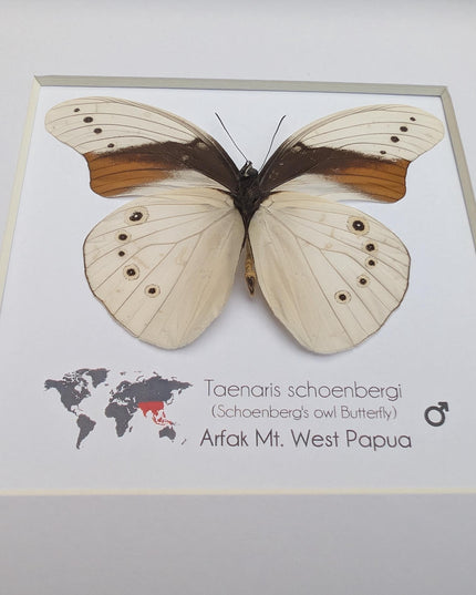 Rare male of schoenberg's owl butterfly: cream & orange entomology art (8"x8")