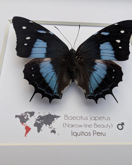 Framed baeotus japetus butterfly, taxidermy entomology wall decor (8x8)