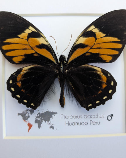 Framed bacchus swallowtail butterfly taxidermy: ethically sourced nature art (8x8)