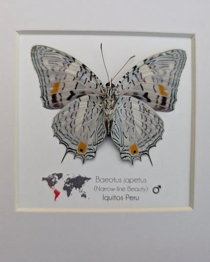 Framed bluemark butterfly, taxidermy wall decor, entomology gift (8x8)
