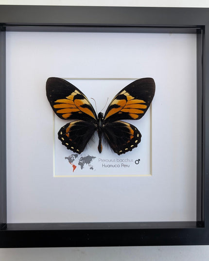 Framed bacchus swallowtail butterfly taxidermy: ethically sourced nature art (8x8)