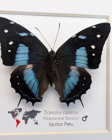Framed baeotus japetus butterfly, taxidermy entomology wall decor (8x8)
