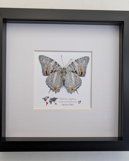 Framed bluemark butterfly, taxidermy wall decor, entomology gift (8x8)