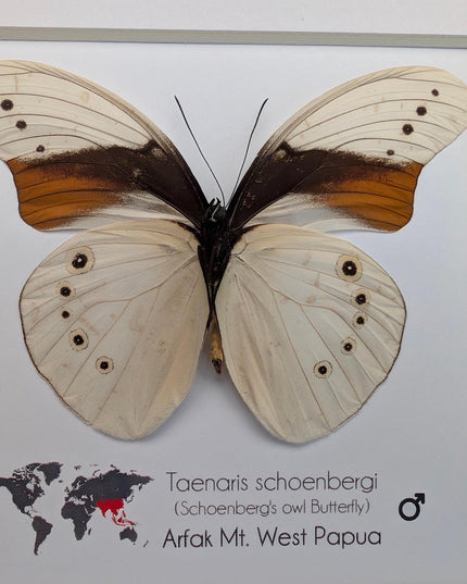 Rare male of schoenberg's owl butterfly: cream & orange entomology art (8"x8")