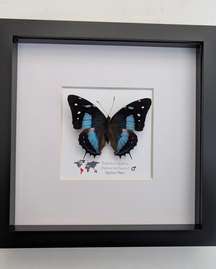 Framed baeotus japetus butterfly, taxidermy entomology wall decor (8x8)