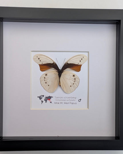 Rare male of schoenberg's owl butterfly: cream & orange entomology art (8"x8")