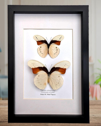 Rare pair of schoenberg's owl butterfly: cream & orange entomology art (11.7x8.3 a4)
