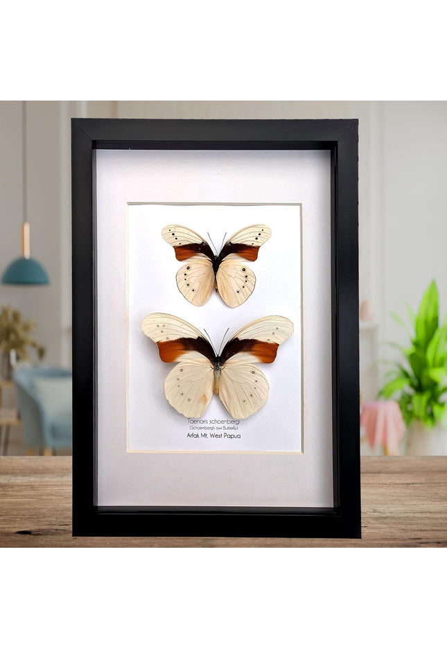 Rare pair of schoenberg's owl butterfly: cream & orange entomology art (11.7x8.3 a4)