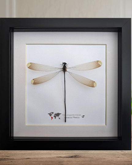 Framed mecistogaster linearis damselfly, ethically sourced entomology display