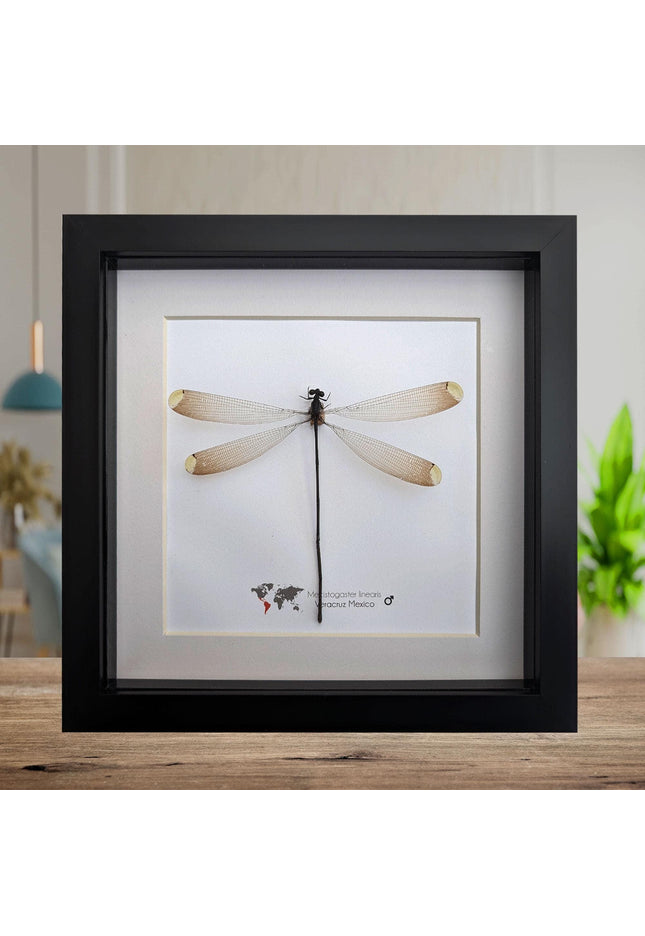 Framed mecistogaster linearis damselfly, ethically sourced entomology display