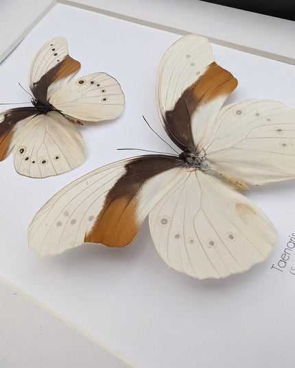Rare pair of schoenberg's owl butterfly: cream & orange entomology art (11.7x8.3 a4)