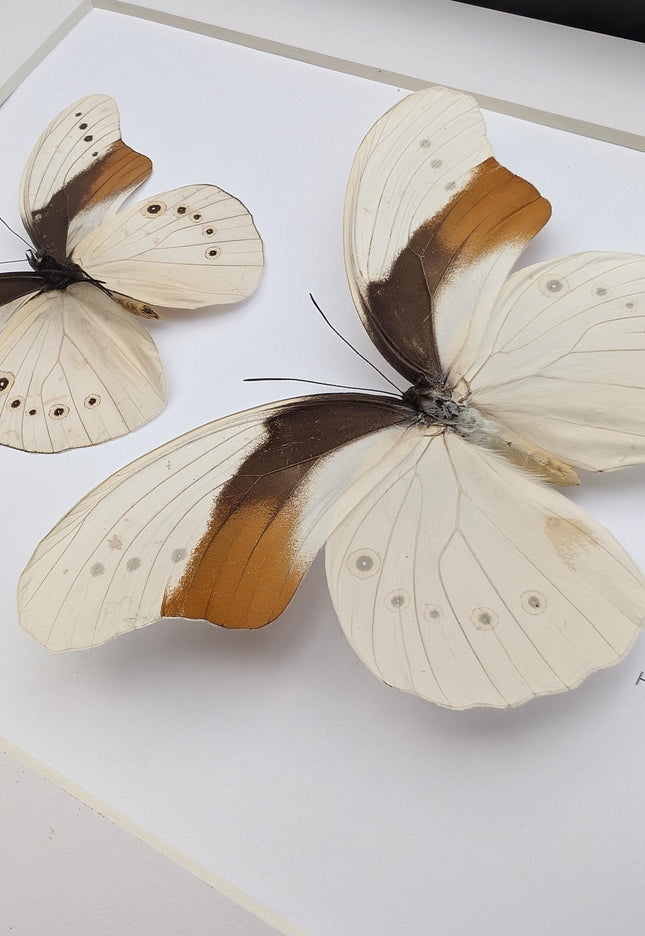 Rare pair of schoenberg's owl butterfly: cream & orange entomology art (11.7x8.3 a4)