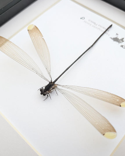 Framed mecistogaster linearis damselfly, ethically sourced entomology display