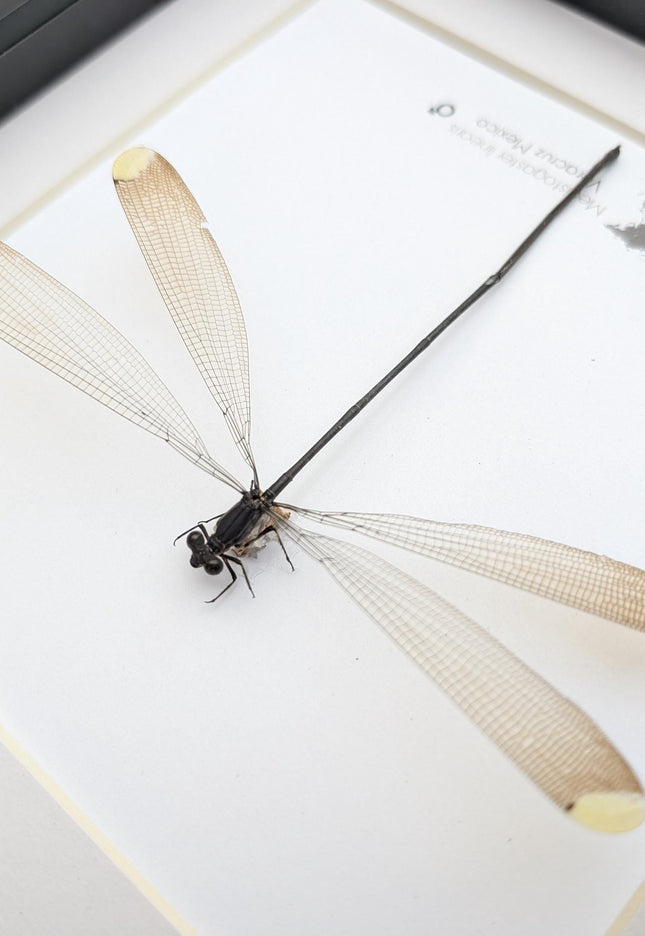 Framed mecistogaster linearis damselfly, ethically sourced entomology display