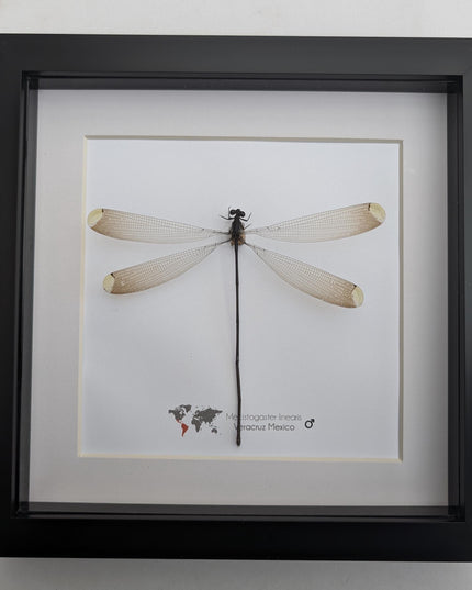 Framed mecistogaster linearis damselfly, ethically sourced entomology display