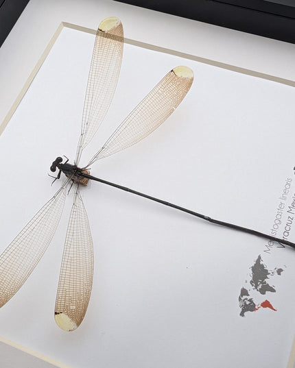 Framed mecistogaster linearis damselfly, ethically sourced entomology display