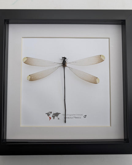 Framed mecistogaster linearis damselfly, ethically sourced entomology display