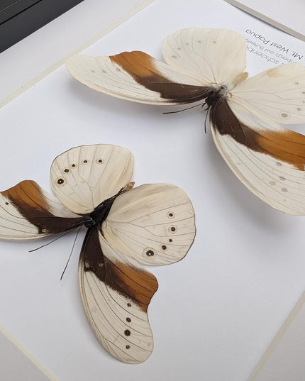 Rare pair of schoenberg's owl butterfly: cream & orange entomology art (11.7x8.3 a4)