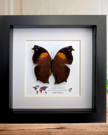 Framed salamis cacta butterfly: lilac mother-of-pearl, central africa (4" x 4")