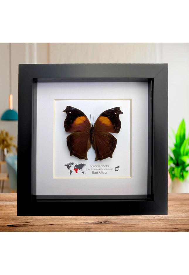 Framed salamis cacta butterfly: lilac mother-of-pearl, central africa (4" x 4")