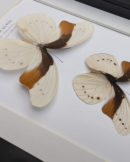 Rare pair of schoenberg's owl butterfly: cream & orange entomology art (11.7x8.3 a4)