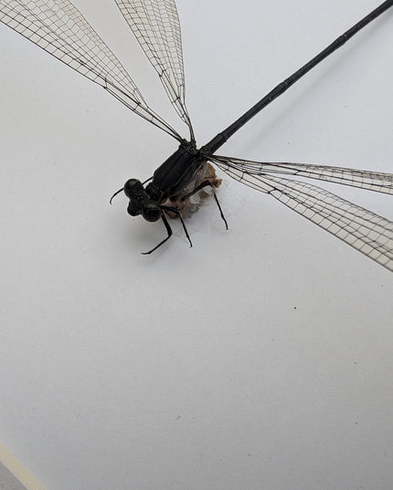 Framed mecistogaster linearis damselfly, ethically sourced entomology display