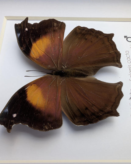 Framed salamis cacta butterfly: lilac mother-of-pearl, central africa (4" x 4")