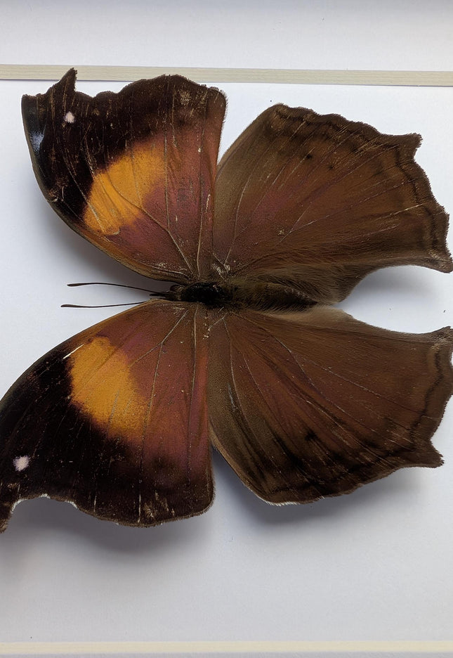 Framed salamis cacta butterfly: lilac mother-of-pearl, central africa (4" x 4")