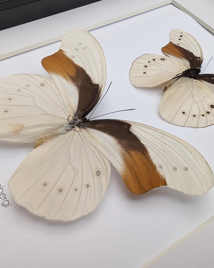 Rare pair of schoenberg's owl butterfly: cream & orange entomology art (11.7x8.3 a4)