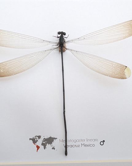 Framed mecistogaster linearis damselfly, ethically sourced entomology display