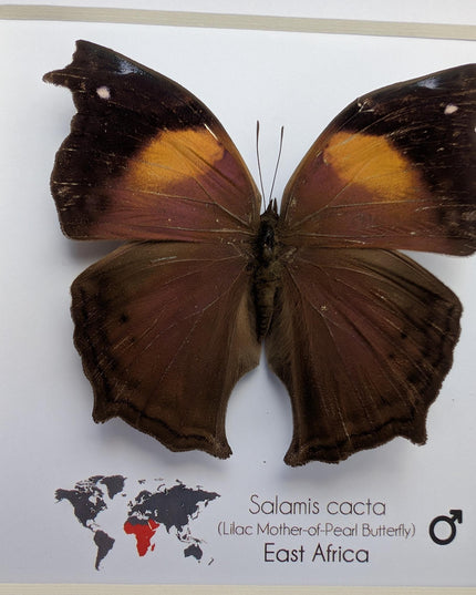 Framed salamis cacta butterfly: lilac mother-of-pearl, central africa (4" x 4")