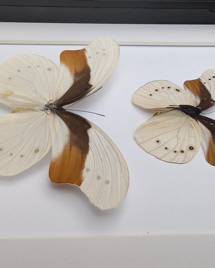 Rare pair of schoenberg's owl butterfly: cream & orange entomology art (11.7x8.3 a4)