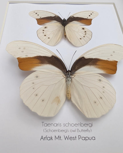 Rare pair of schoenberg's owl butterfly: cream & orange entomology art (11.7x8.3 a4)