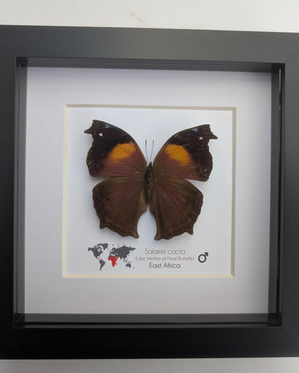 Framed salamis cacta butterfly: lilac mother-of-pearl, central africa (4" x 4")