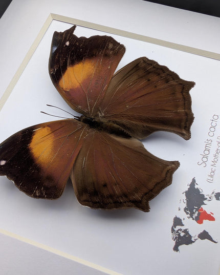 Framed salamis cacta butterfly: lilac mother-of-pearl, central africa (4" x 4")
