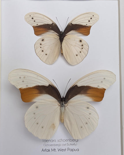 Rare pair of schoenberg's owl butterfly: cream & orange entomology art (11.7x8.3 a4)