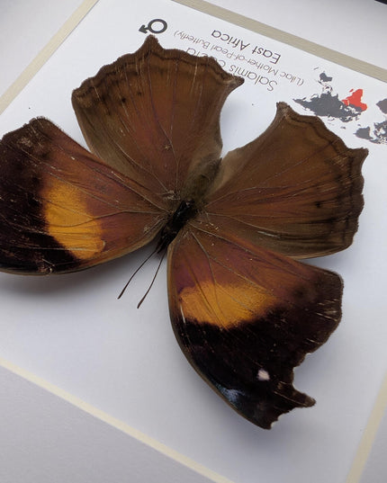 Framed salamis cacta butterfly: lilac mother-of-pearl, central africa (4" x 4")