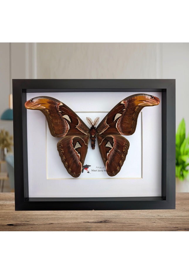 Framed atlas moth taxidermy: entomology wall art (10"x8")