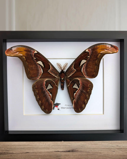Framed atlas moth taxidermy: entomology wall art (10"x8")
