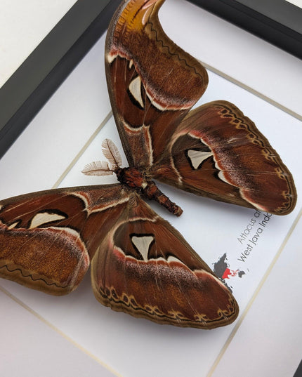 Framed atlas moth taxidermy: entomology wall art (10"x8")