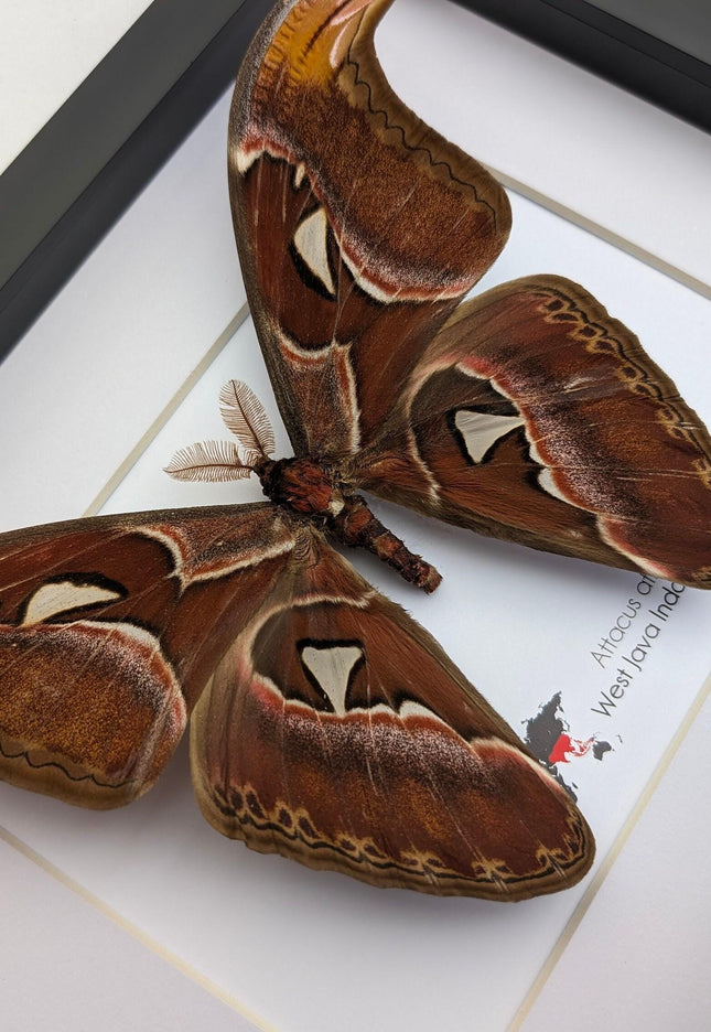 Framed atlas moth taxidermy: entomology wall art (10"x8")