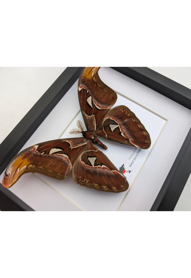 Framed atlas moth taxidermy: entomology wall art (10"x8")