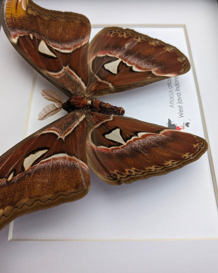 Framed atlas moth taxidermy: entomology wall art (10"x8")