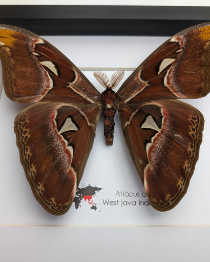 Framed atlas moth taxidermy: entomology wall art (10"x8")